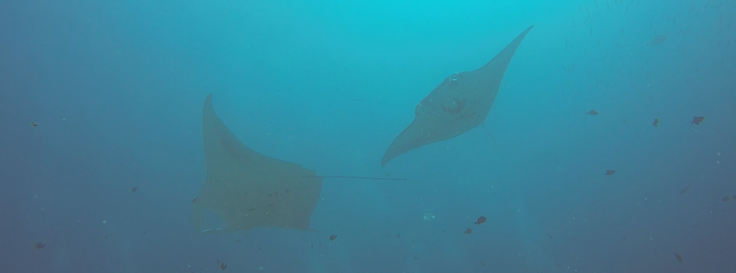 A pair of manta rays