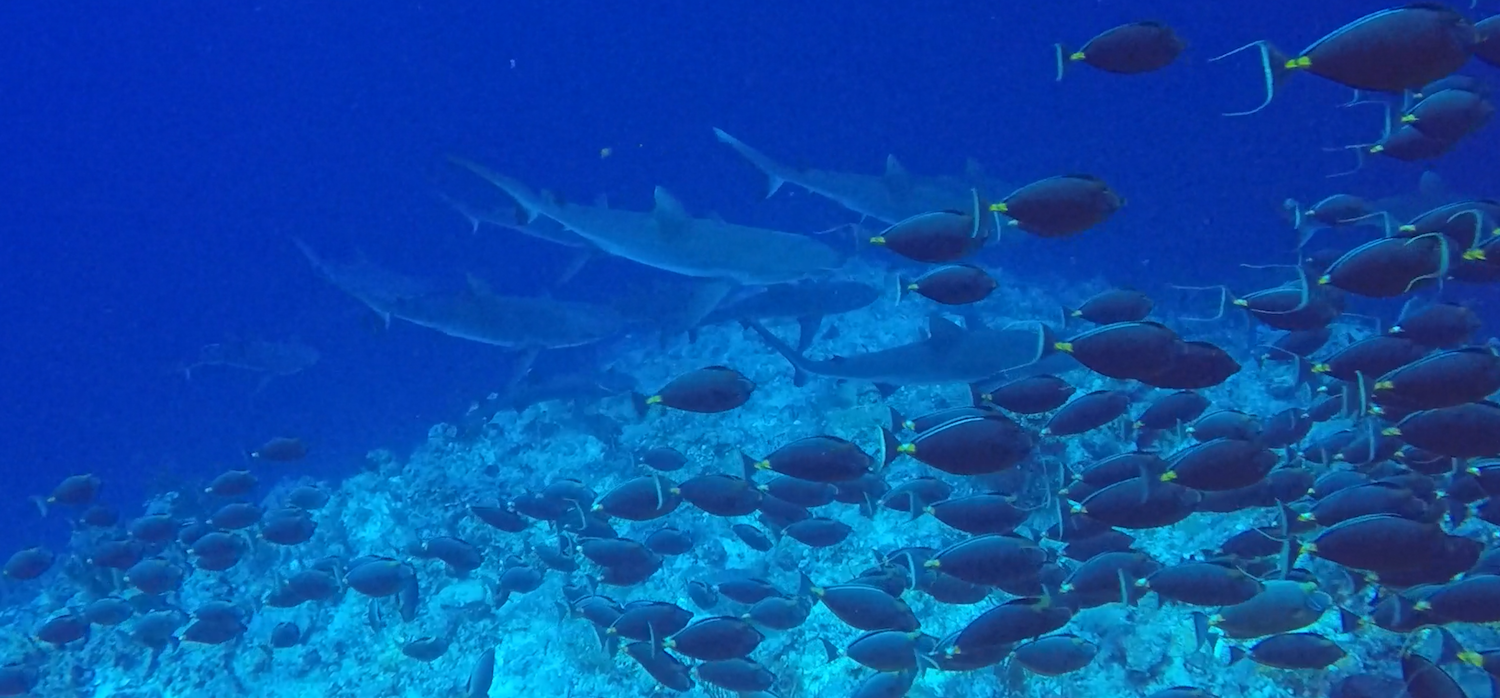 Sharks hunting orange-spine unicornfish