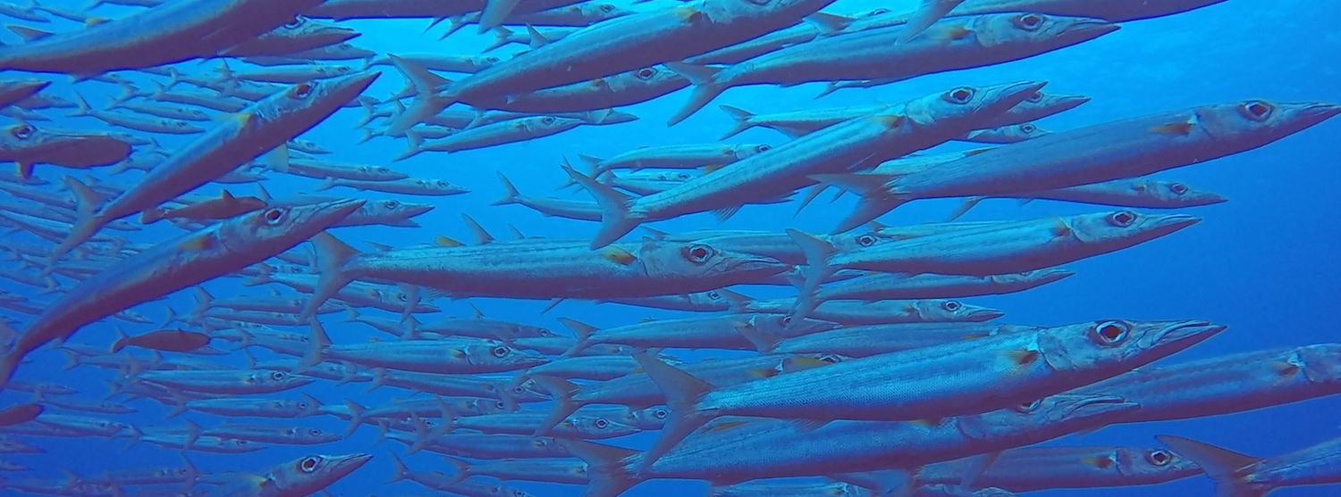 A shoal of barracuda