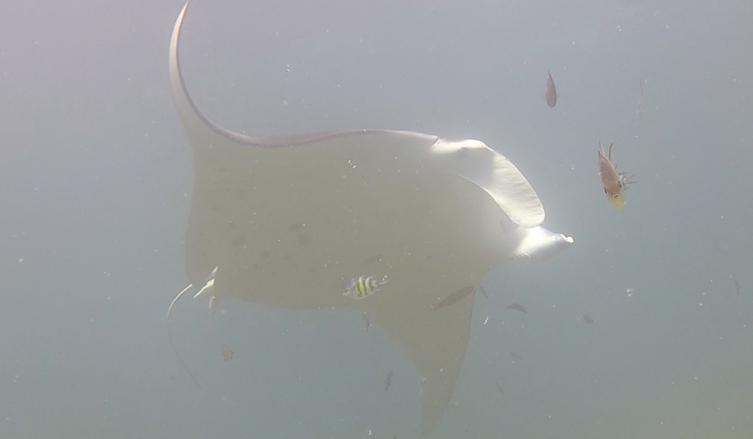 Large manta ray in Yap