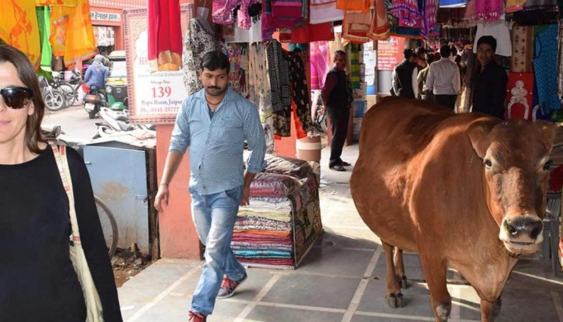 Cow in the market at Jaipur, India