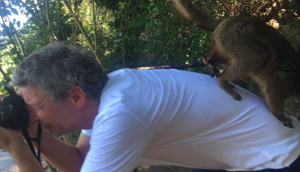 Lemur jumping on the author's back