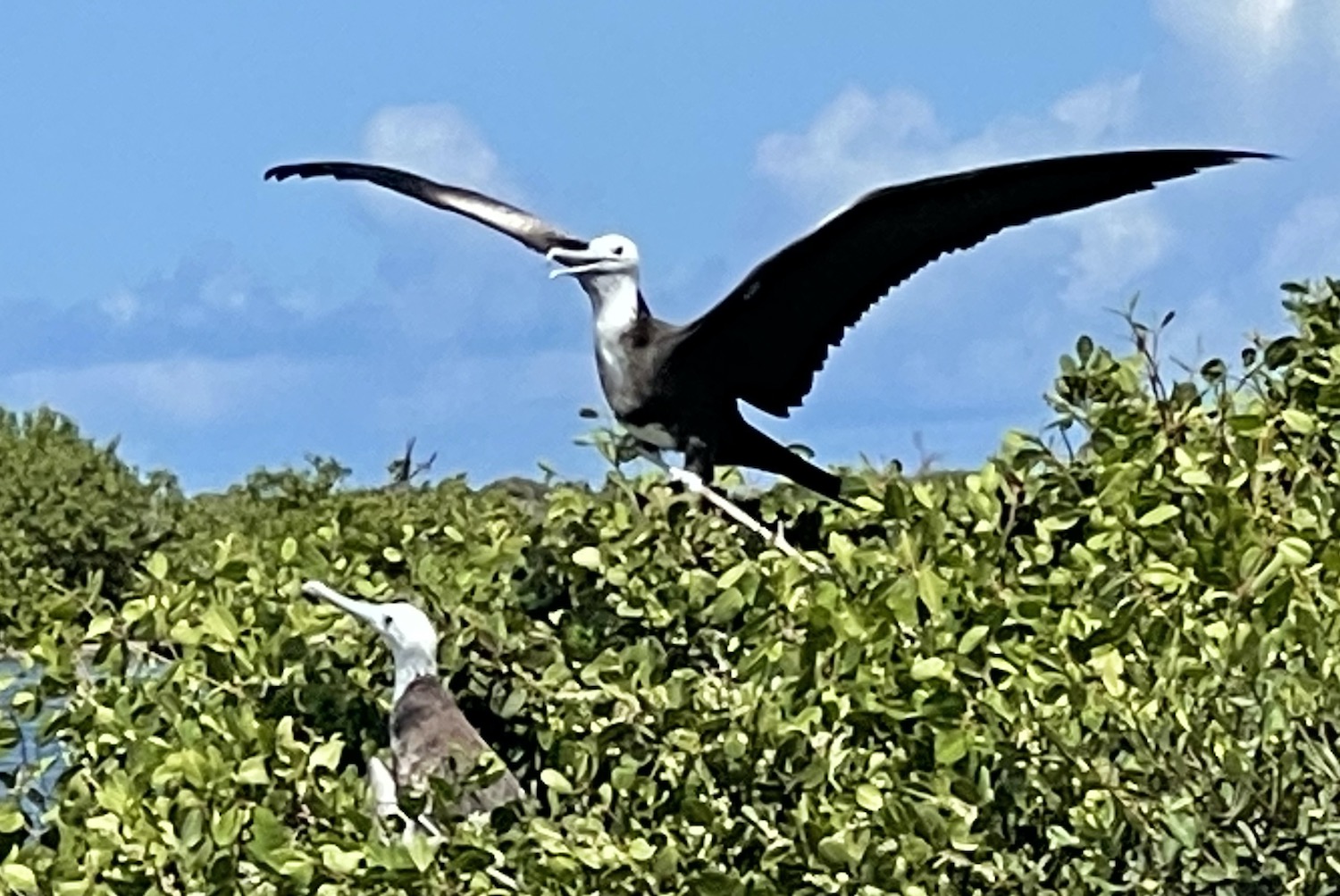 Barbuda Frigate Birds